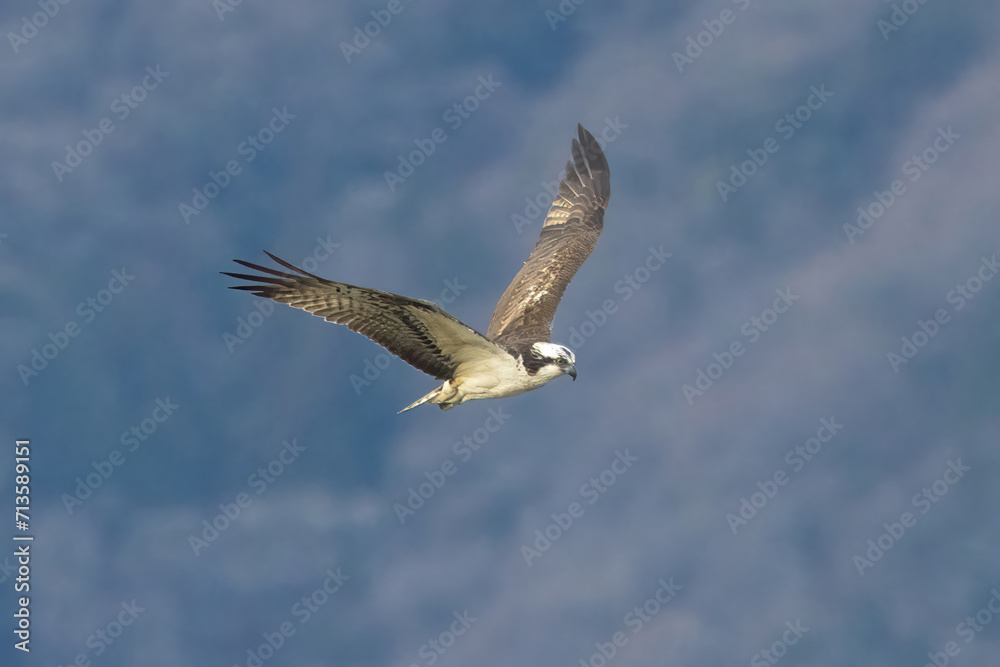 Obraz premium 山を背景に飛翔するミサゴ