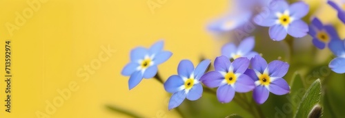 Small blue bright flowers on a yellow background. Macro artistic image. Banner format.