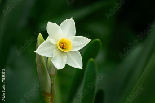 Foto Closeup of paper white narcissus flower in bloom