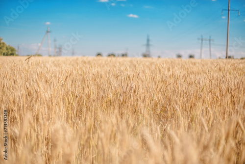 A picturesque scene unfolds: ripe wheat sways under the blue sky, symbolizing the prosperity and richness of a fruitful harvest.Farm field planted with wheat