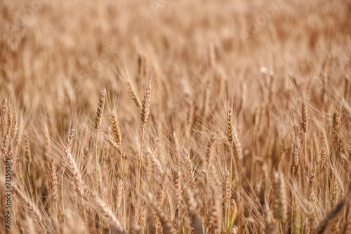 A picturesque scene unfolds: ripe wheat sways background, symbolizing the prosperity and richness of a fruitful harvest.Farm field planted with wheat