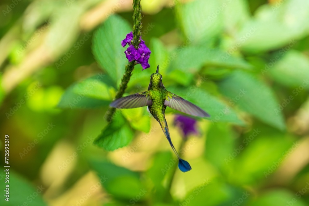 White-booted Racket-tail - Ocreatus underwoodii, green bird of hummingbird in the brilliants, tribe Heliantheini in Lesbiinae, long tail with two flags. 4K resolution White-booted Racket-tail - Ocreatus underwoodii, green bird of hummingbird in the brilliants, tribe Heliantheini in Lesbiinae, long tail with two flags. 4K resolution