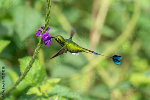 White-booted Racket-tail - Ocreatus underwoodii, green bird of hummingbird in the brilliants, tribe Heliantheini in Lesbiinae, long tail with two flags. 4K resolution photo