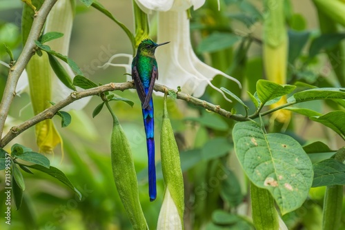 Картината върху платно Violet-tailed Sylph - Aglaiocercus coelestis, beautiful long tailed hummingbird