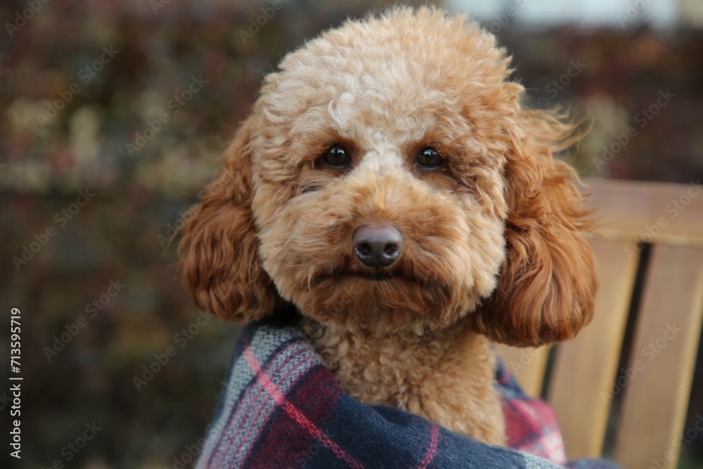 Cute fluffy dog wrapped in blanket on chair outdoors Cute fluffy dog wrapped in blanket on chair outdoors