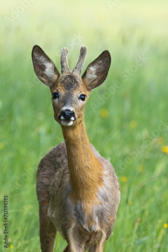 Closeup of a curious Roe deer buck on a summery meadow in Estonia, Northern Europe