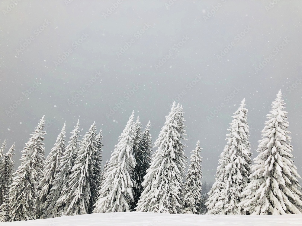 Fototapeta premium Snow