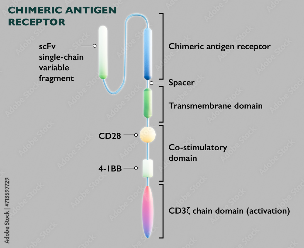 The chimeric antigen receptor T (CAR-T) cell therapy is a new treatment ...