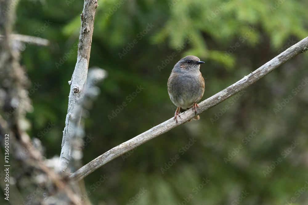 A curious Dunnock, Prunella modularis perched in a springtime forest in Estonia, Northern Europe A curious Dunnock, Prunella modularis perched in a springtime forest in Estonia, Northern Europe