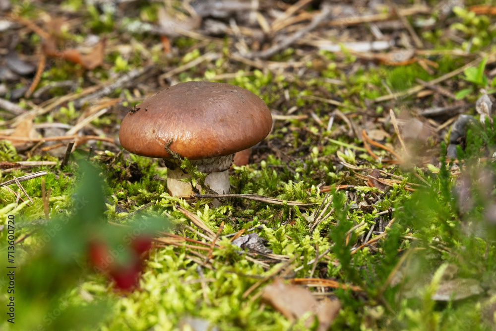Closeup of a Brown slimecap mushroom growing on a forest floor in Estonia, Northern Europe Closeup of a Brown slimecap mushroom growing on a forest floor in Estonia, Northern Europe