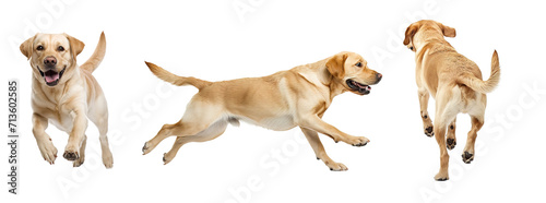 Collage of golden Retriever dog with front, side ands back view. Isolated over transparent background