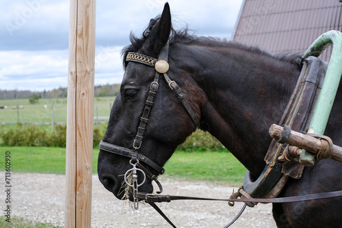 A horse with a harness  close-up