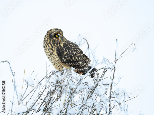 Short-eared Owl on frozen plants in Winter