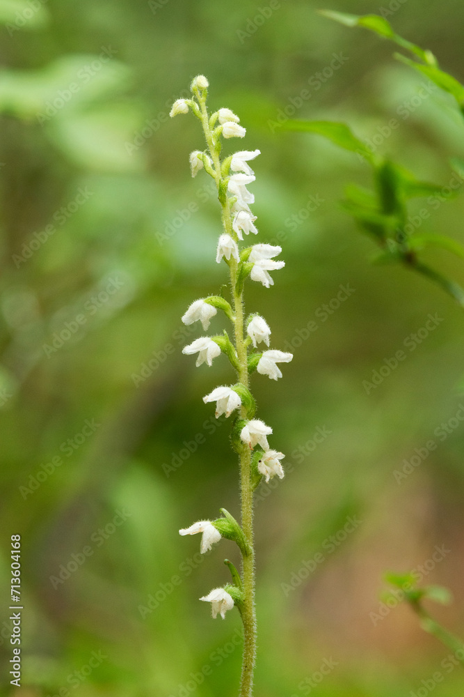 Closeup of a small and gentle wild orchid, the Creeping lady's-tresses in its habitat in an old-growth forest in Estonia, Northern Europe	