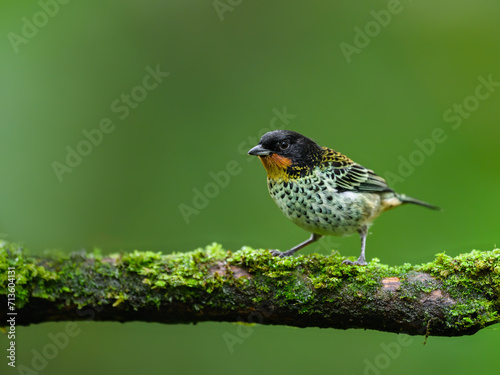 Rufous-throated Tanager on mossy stick against green background photo