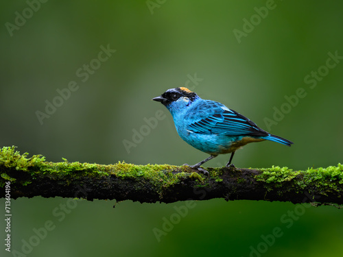 Golden-naped Tanager on mossy stick on green background photo