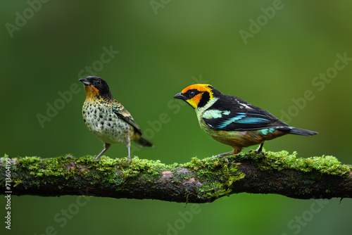 Two Rufous-throated Tanagers and Flame-faced Tanager on mossy  stick against green background © FotoRequest