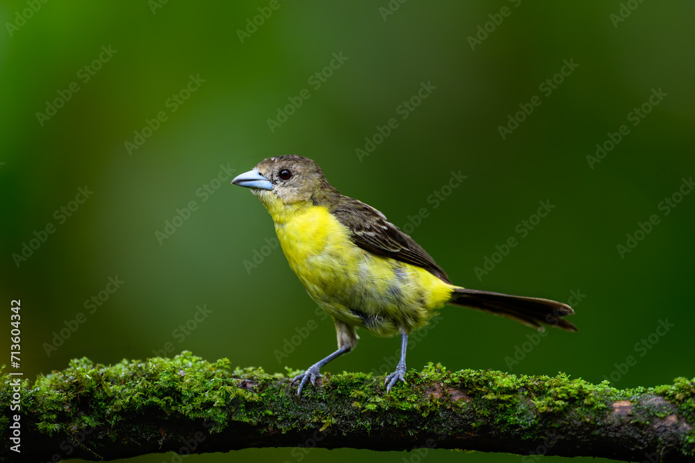 Fototapeta premium Female Lemon-rumped Tanager on mossy stick against green background