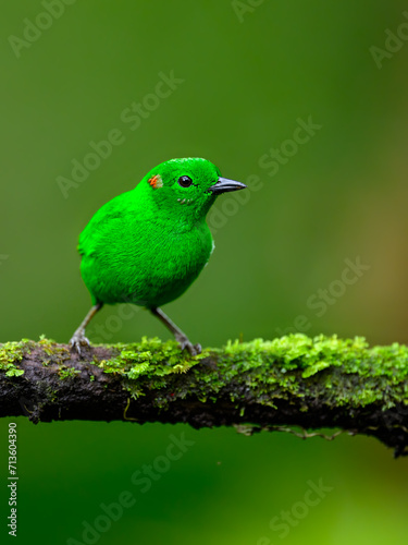 Glistening-green Tanager on mossy stick against green background photo