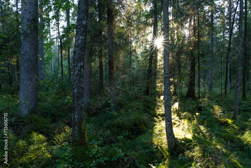 Fototapeta Naklejka Na Ścianę i Meble -  Last sunlight peeping through a wet coniferous forest on a late summer evening in Estonia, Northern Europe