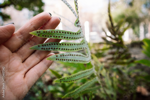 Green fern leaf in a gardener's hand. Natural forest woodbackground. Ecology, environment care. Bumps pores on fern leaves. Bumpy immature sporangia.