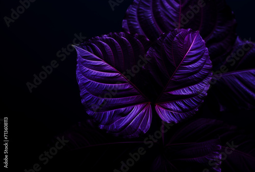 Tropical leaves . Concept art. Minimal surrealism background.Supernatural concept. Flat lay. Ultra violet colors..