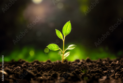 Close up of a young plant sprouting from the ground with green bokeh background  rich soil  ecology concept  World Soil Day  generative ai