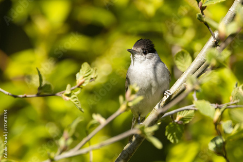 Male Eurasian blackcap perched on a branch in a springtime forest in Estonia, Northern Europe