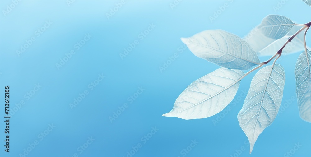 white flower on blue background, wallpaper, background white flower on blue background, wallpaper, background