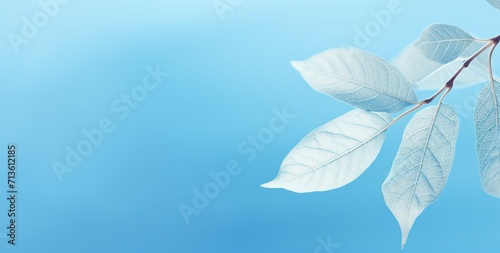 white flower on blue background, wallpaper, background
