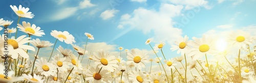 field of daisies, wallpaper, background
