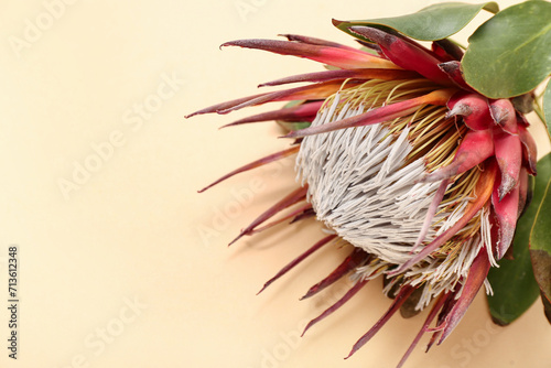 Beautiful red protea flower on beige background, closeup