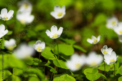 Closeup of Common wood sorrel, Oxalis acetosella blooming on a late spring evening in Estonian boreal forest 