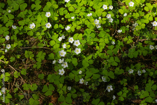 Common wood sorrel, Oxalis acetosella blooming on a late spring evening in Estonian boreal forest photo