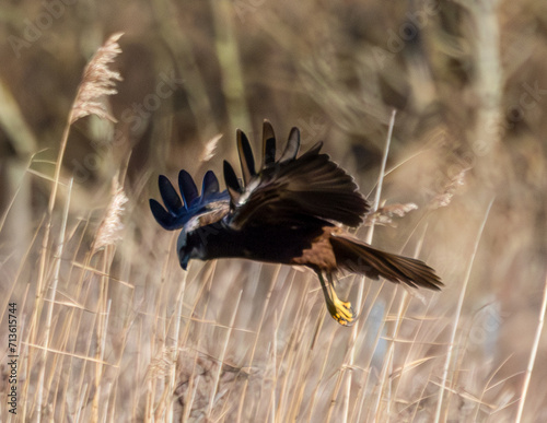 Marsh harrier hunting over wetlands