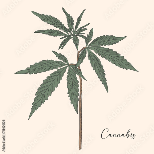 Hand drawn marijuana. Leaves and buds. Cannabis buds isolated. Template for your design works. Engraved style vector illustration