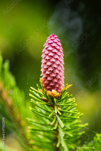 Closeup of fresh cone of Picea abies, the Norway spruce or European spruce 