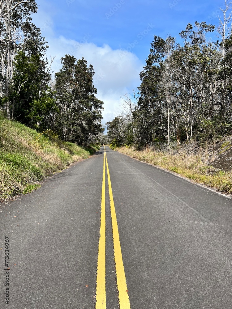 Obraz premium road in the forest