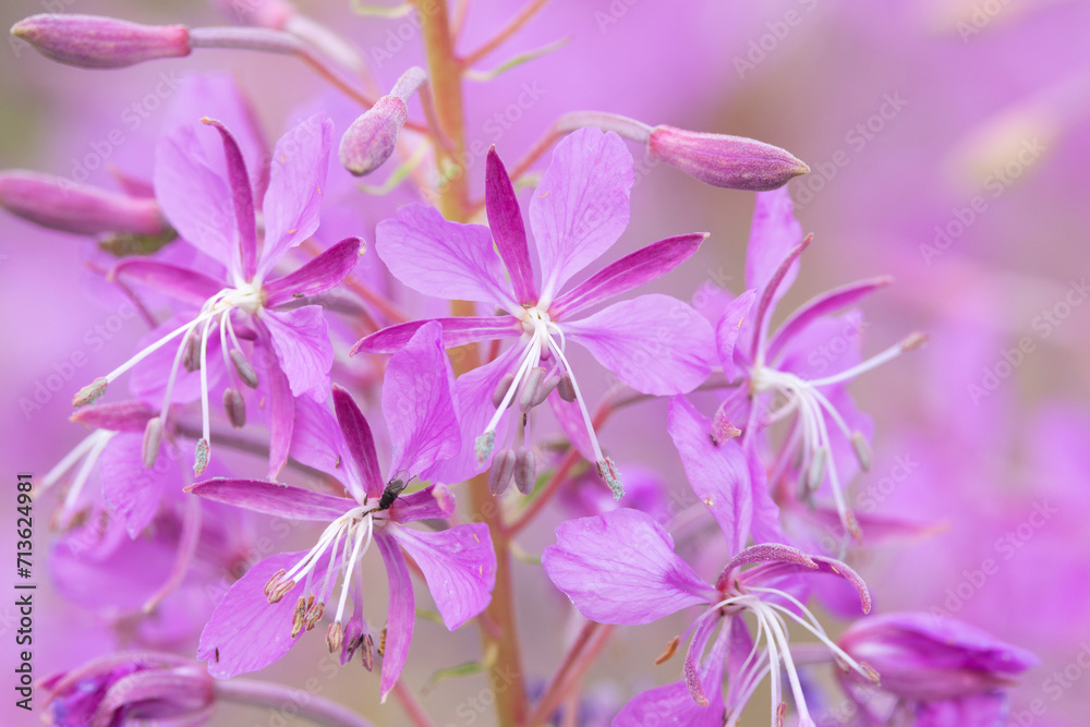 Closeup of pinkish Fireweed flowers on a summer day in Estonia, Northern Europe