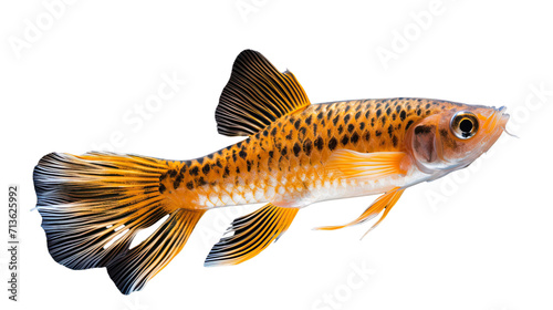 acestrorhynchidae fish, transparent background
