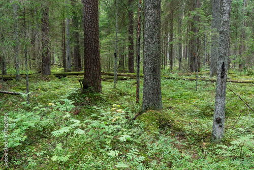 Wallpaper Mural A mature coniferous forest on a late summer day in Estonia, Northern Europe Torontodigital.ca