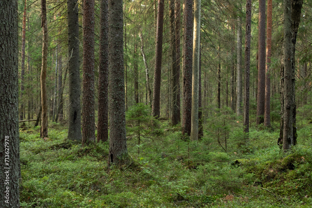 A mature coniferous forest on a late summer day in Estonia, Northern Europe