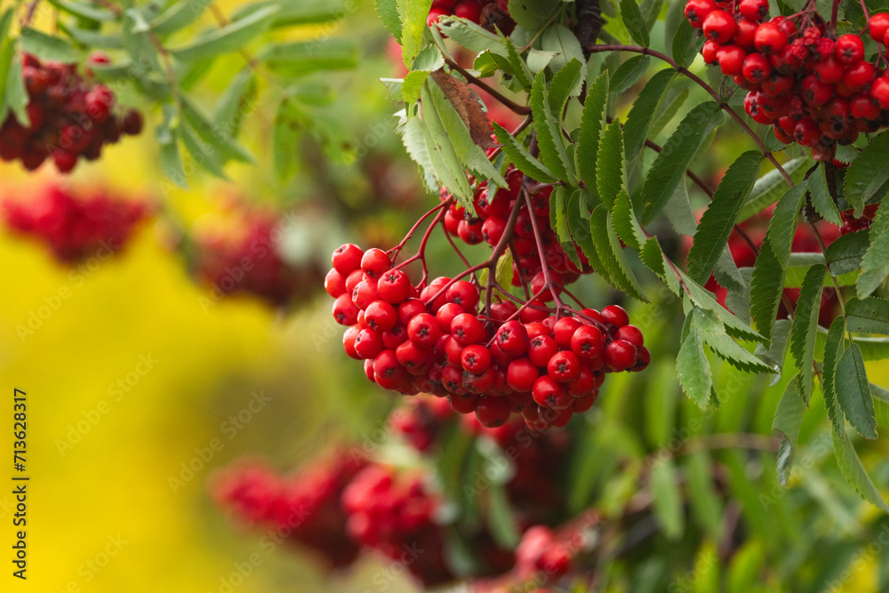Close-up of ripe Rowan berries on an autumn day near Kuusamo, Northern Finland Close-up of ripe Rowan berries on an autumn day near Kuusamo, Northern Finland