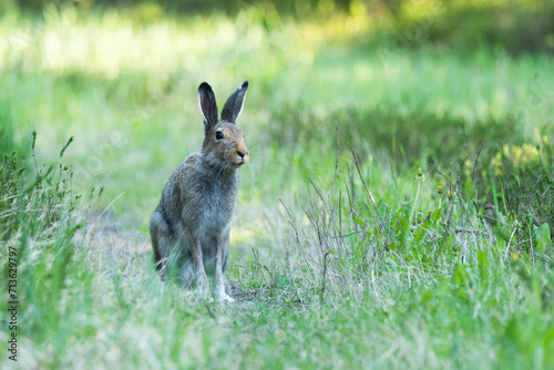 Mountain hare with summer fur coat standing still in a late spring boreal forest in Estonia, Northern Europe 
