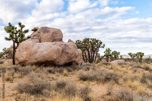 joshua tree national park © Amelia Pearn