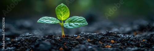 Green Sprout Growing In Stone Slab Rebirth Revival, Background Image, Background For Banner, HD