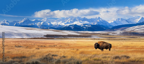 Buffalo standing in a prairie with snow covered mountains in the background photo