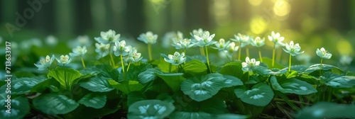 Mustard Garlic Alliaria Petiolata Edible Wild Flow, Background Image, Background For Banner, HD