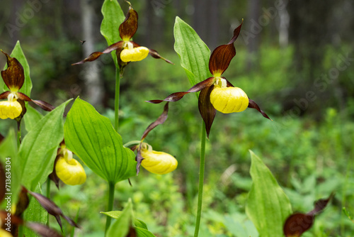A group of flowering Lady's-slipper orchids in a lush environment in Oulanka National Park, Northern Finland