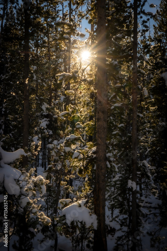 Winter Forest